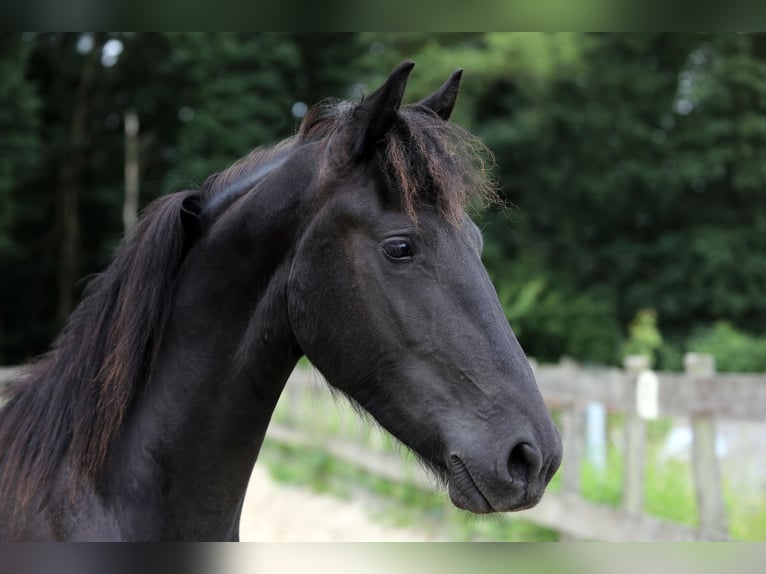 Friesian horses Stallion 2 years 15 hh Smoky-Black in Hofheim am Taunus