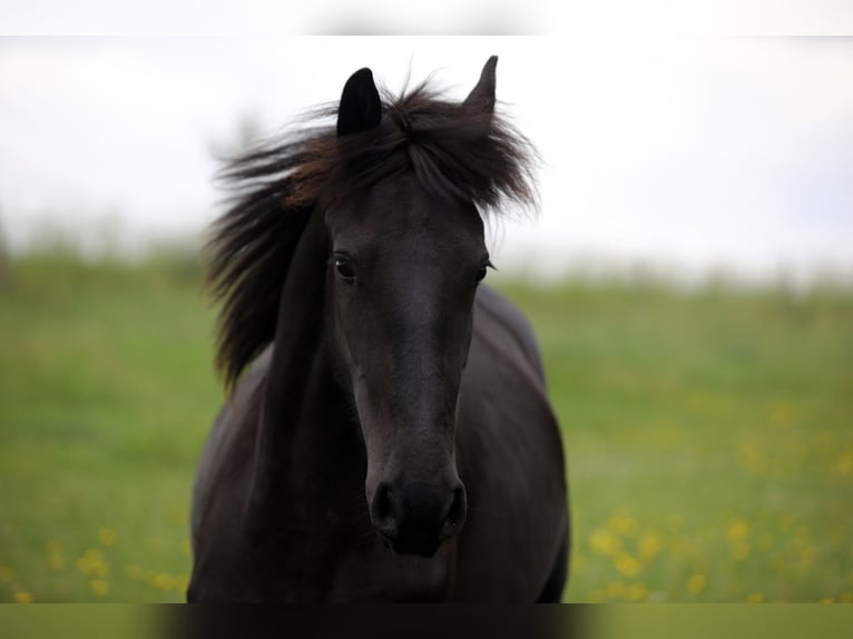 Friesian horses Stallion 2 years 15 hh Smoky-Black in Hofheim am Taunus