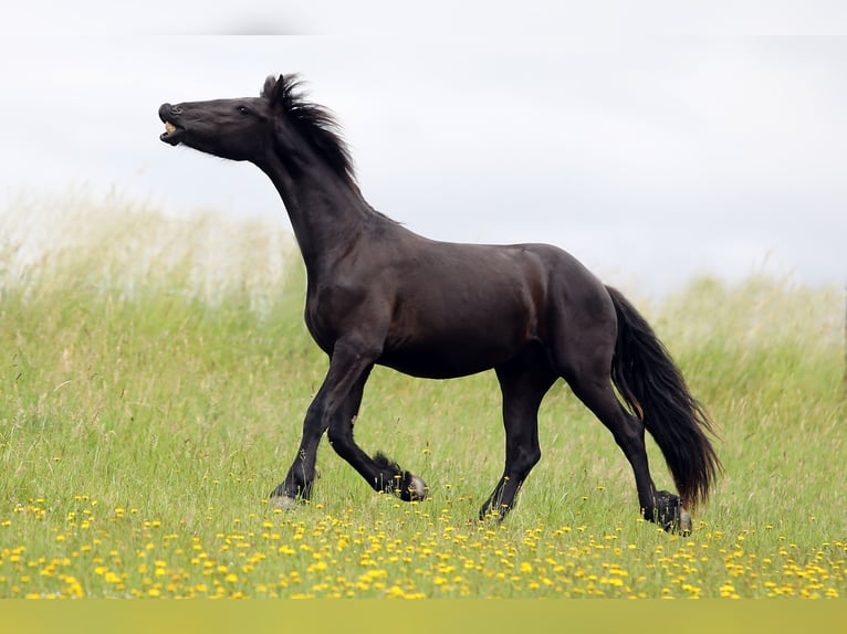 Friesian horses Stallion 2 years 15 hh Smoky-Black in Hofheim am Taunus