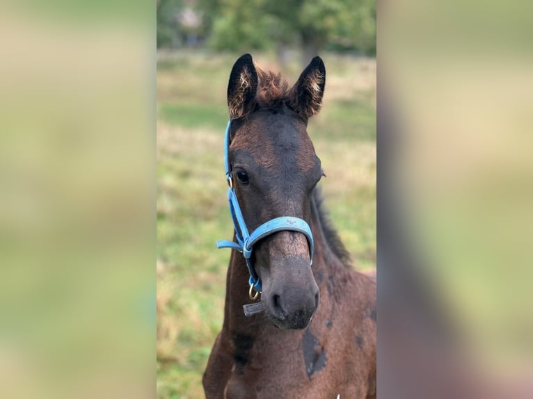 Friesian horses Stallion 2 years 15 hh Smoky-Black in Hofheim am Taunus