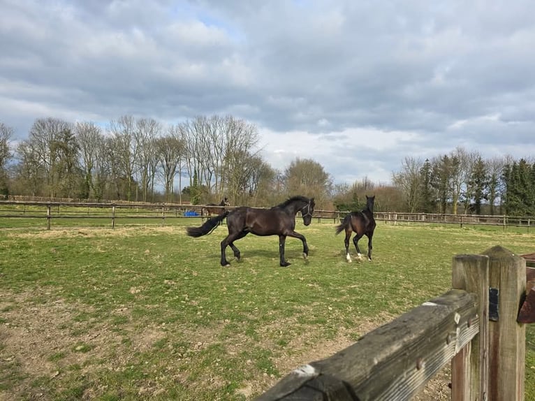 Friesian horses Stallion 2 years 15,2 hh Black in Maastricht