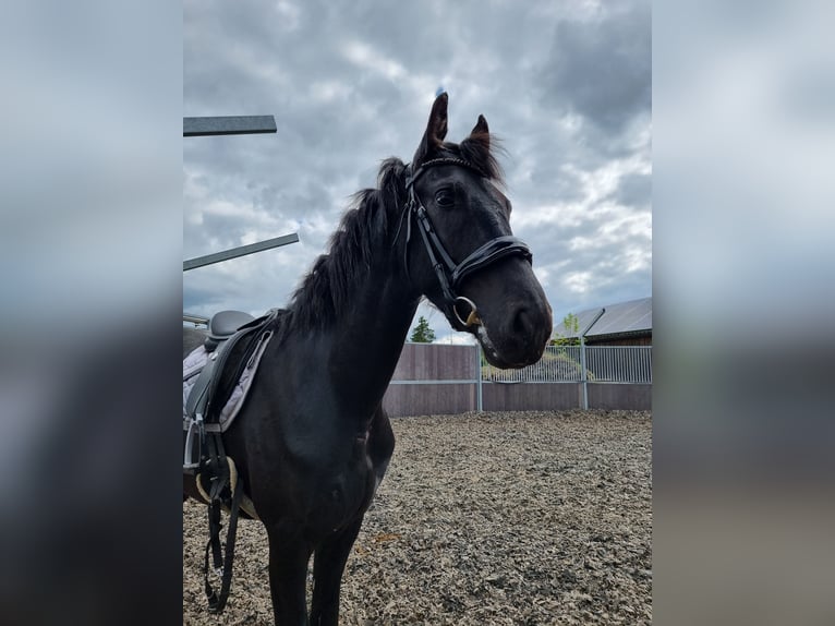 Friesian horses Stallion 2 years 15,3 hh Black in Maastricht