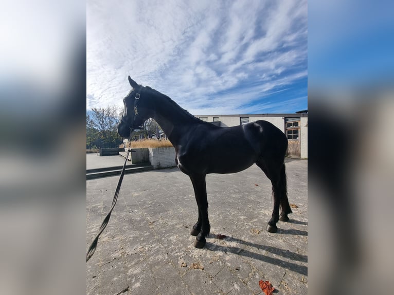 Friesian horses Stallion 2 years 15,3 hh Black in Maastricht
