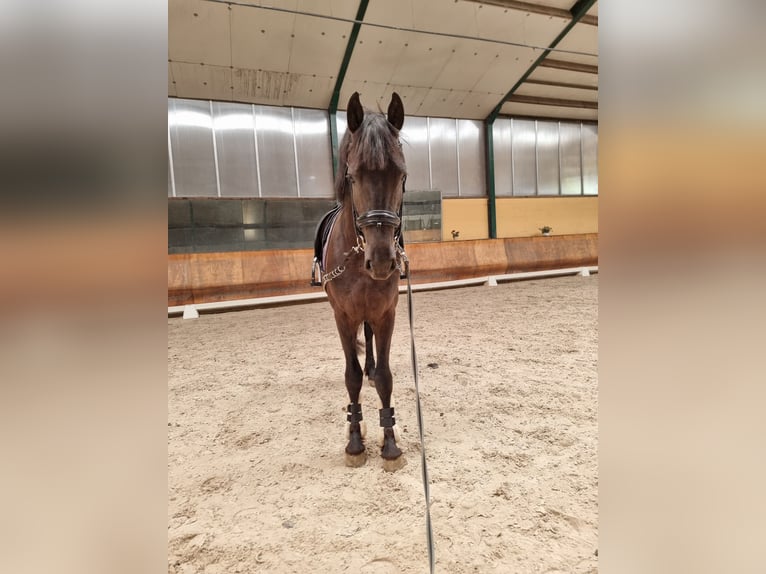 Friesian horses Stallion 2 years 15,3 hh Black in Maastricht