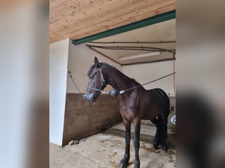 Friesian horses Stallion 2 years 15,3 hh Black in Maastricht