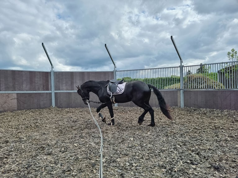 Friesian horses Stallion 2 years 15,3 hh Black in Maastricht