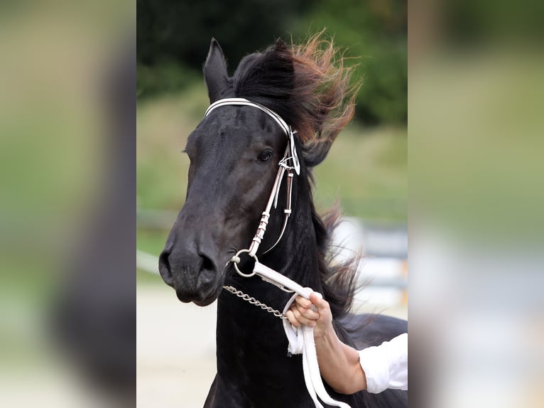 Friesian horses Stallion 2 years 16,1 hh Black in Lippetal