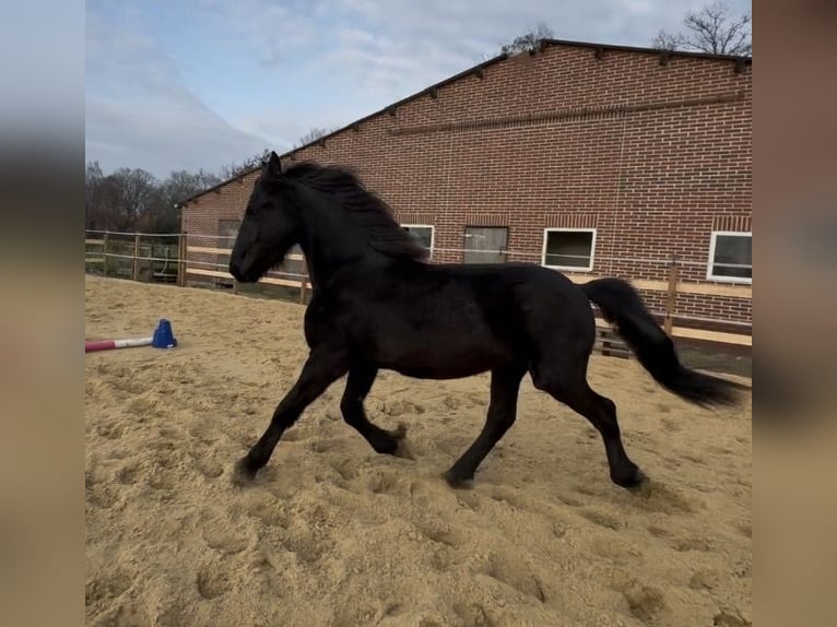 Friesian horses Stallion 2 years 16 hh Black in Lingen