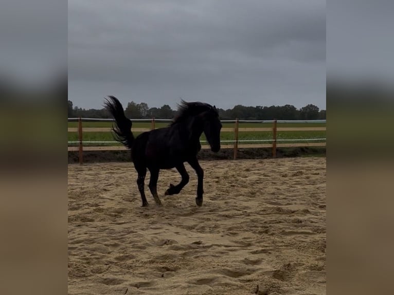 Friesian horses Stallion 2 years 16 hh Black in Lingen