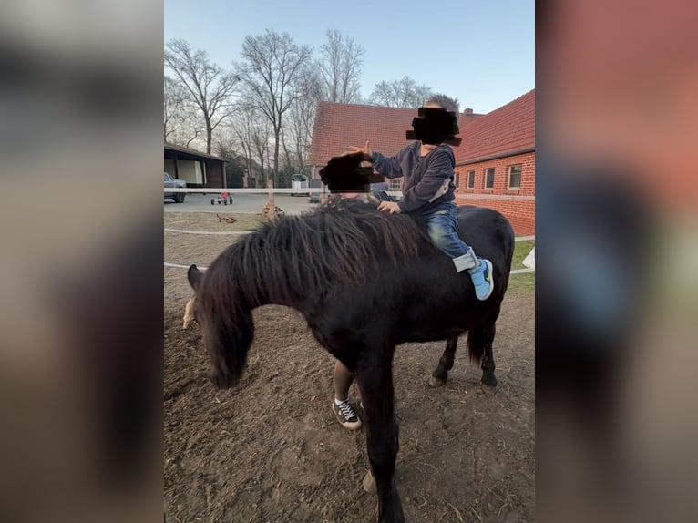 Friesian horses Stallion 2 years 16 hh Black in Lingen
