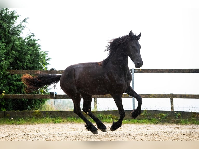 Friesian horses Stallion 2 years 16 hh Black in Feldkirchen-Westerham