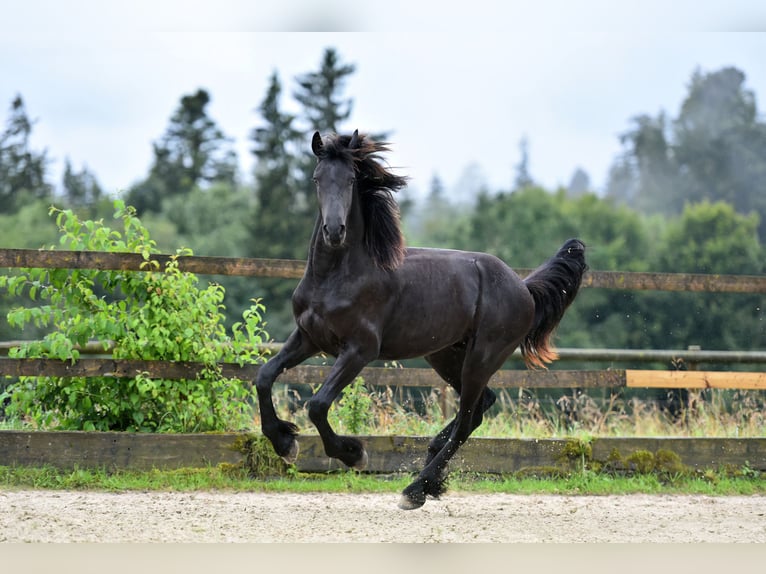 Friesian horses Stallion 2 years 16 hh Black in Feldkirchen-Westerham