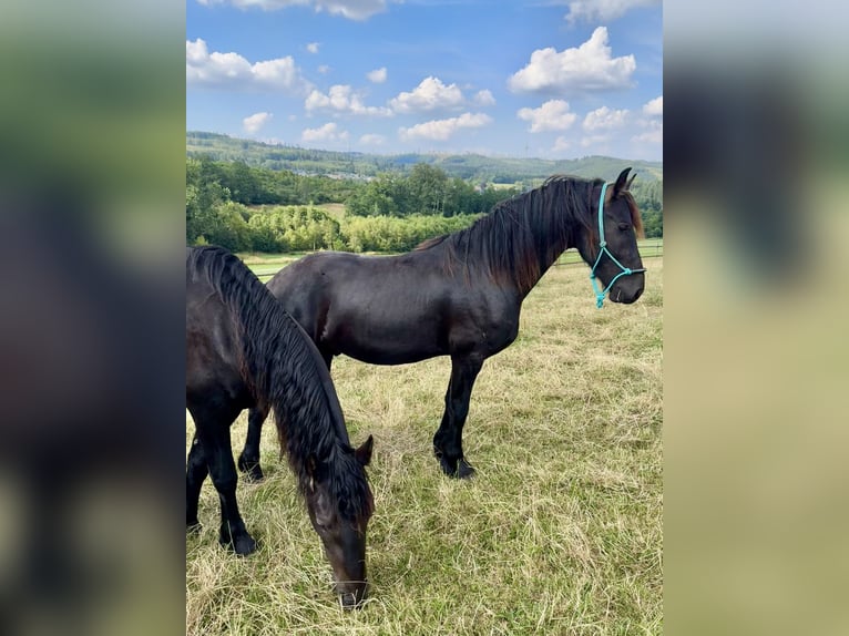 Friesian horses Stallion 2 years 16 hh Black in Meinerzhagen