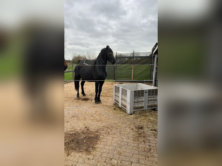 Friesian horses Stallion 2 years 16 hh Black in Grijpskerke