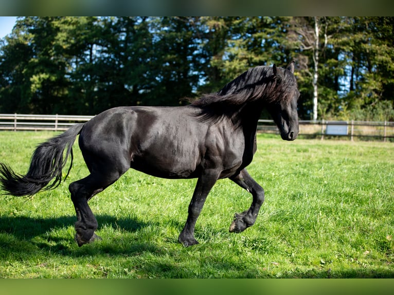 Friesian horses Stallion 2 years 16 hh Black in Meinerzhagen