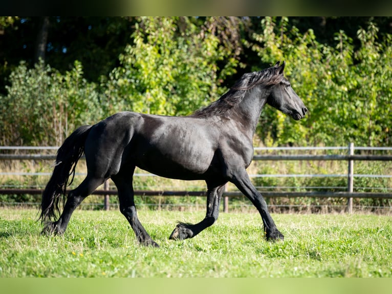 Friesian horses Stallion 2 years 16 hh Black in Meinerzhagen
