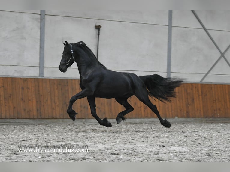 Friesian horses Stallion 2 years 16 hh Black in Mijnsheerenland