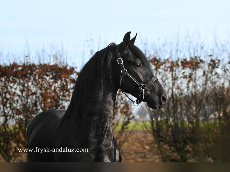 Friesian horses Stallion 2 years 16 hh Black in Mijnsheerenland