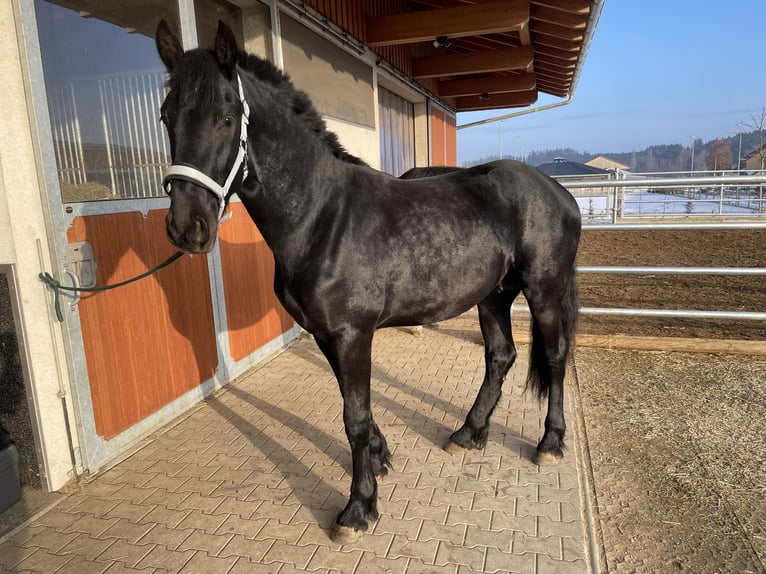 Friesian horses Stallion 2 years Black in Zolling