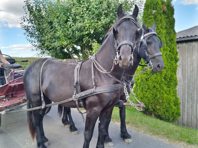 Friesian horses Stallion 2 years Black in Kirchendemenreuth