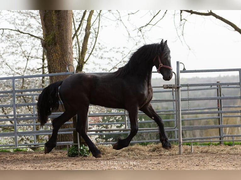 Friesian horses Stallion 2 years Black in Schöllnach