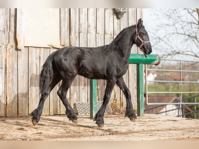 Friesian horses Stallion 2 years in Sch&#xF6;llnach