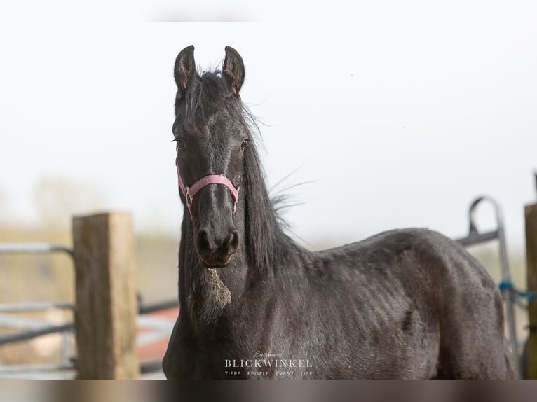 Friesian horses Stallion 2 years in Sch&#xF6;llnach