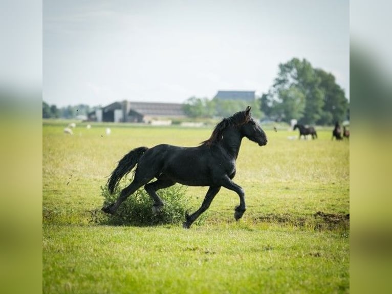 Friesian horses Stallion 3 years 15,1 hh Black in Tzummarum