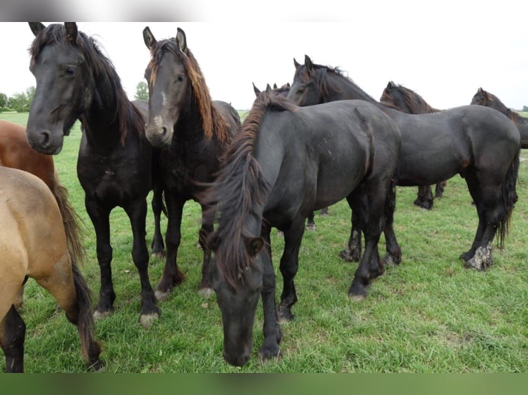 Friesian horses Stallion 3 years 15,1 hh in Tzummarum