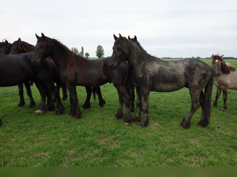 Friesian horses Stallion 3 years 15,1 hh in Tzummarum