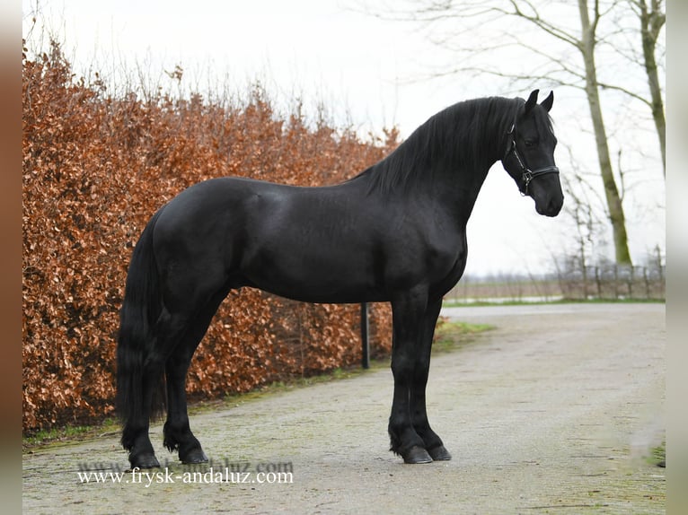 Friesian horses Stallion 3 years 15,2 hh Black in mijnsheerenland