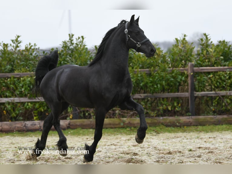 Friesian horses Stallion 3 years 15,2 hh Black in mijnsheerenland