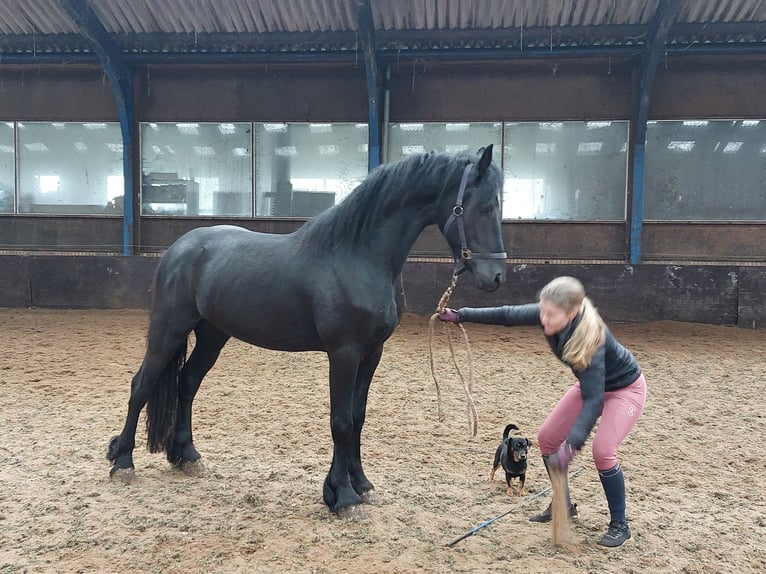 Friesian horses Stallion 3 years 15,2 hh Black in Elim