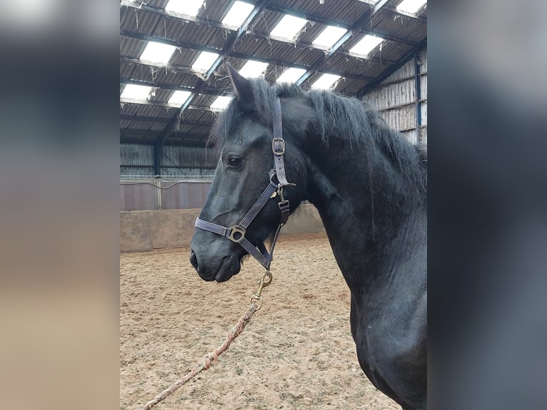 Friesian horses Stallion 3 years 15,2 hh Black in Elim