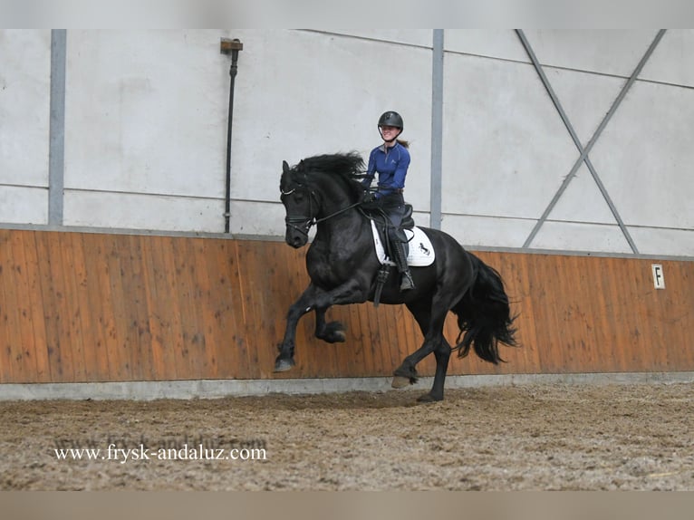 Friesian horses Stallion 3 years 15,2 hh Black in Mijnsheerenland