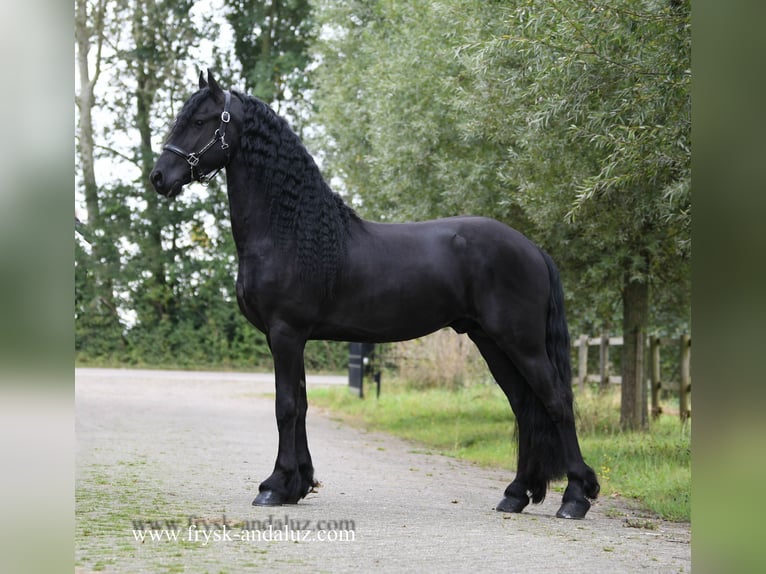 Friesian horses Stallion 3 years 15,2 hh Black in Mijnsheerenland