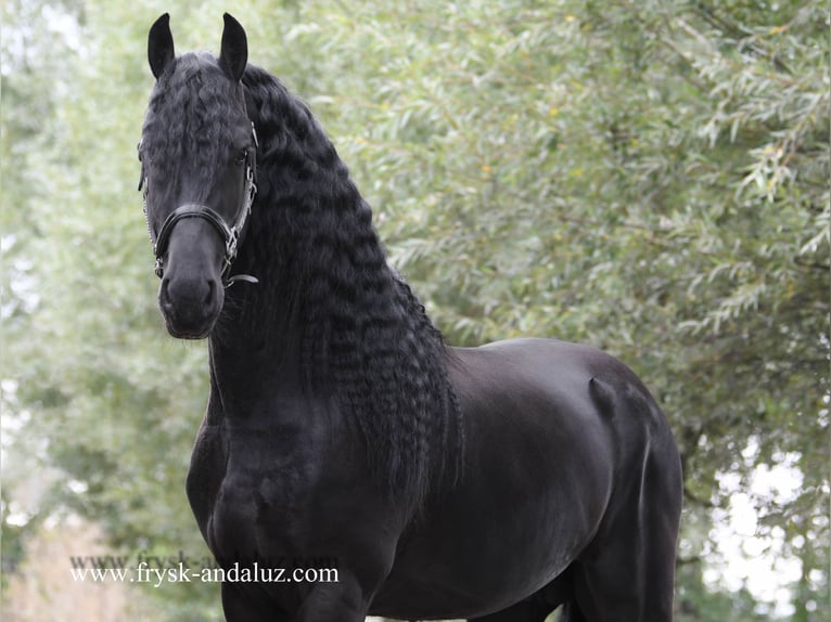 Friesian horses Stallion 3 years 15,2 hh Black in Mijnsheerenland