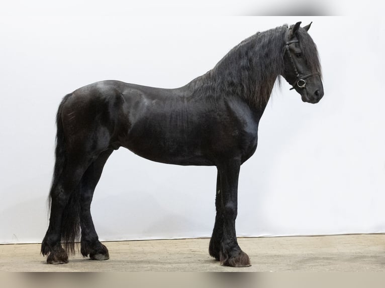 Friesian horses Stallion 3 years 15,2 hh Black in Waddinxveen