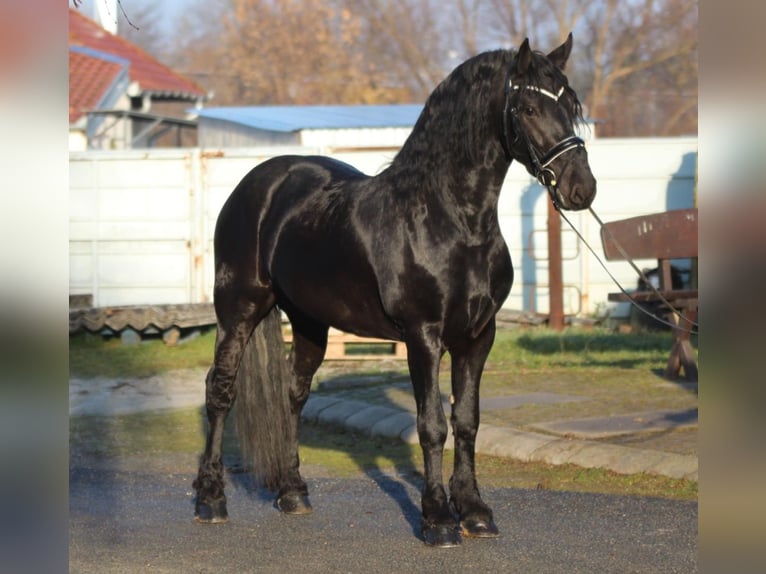 Friesian horses Stallion 3 years 15,2 hh Black in Rechnitz