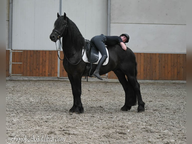 Friesian horses Stallion 3 years 15.3 hh Black in Mijnsheerenland