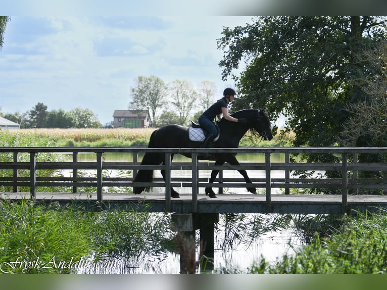Friesian horses Stallion 3 years 15.3 hh Black in Mijnsheerenland