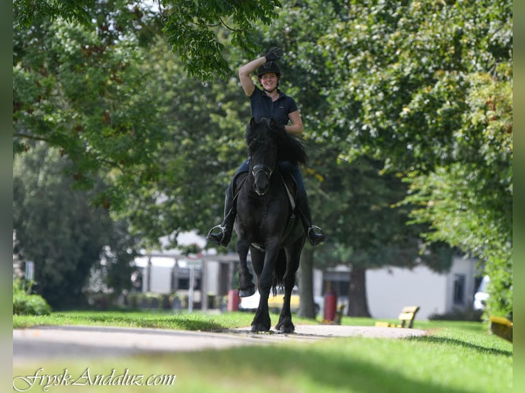 Friesian horses Stallion 3 years 15.3 hh Black in Mijnsheerenland