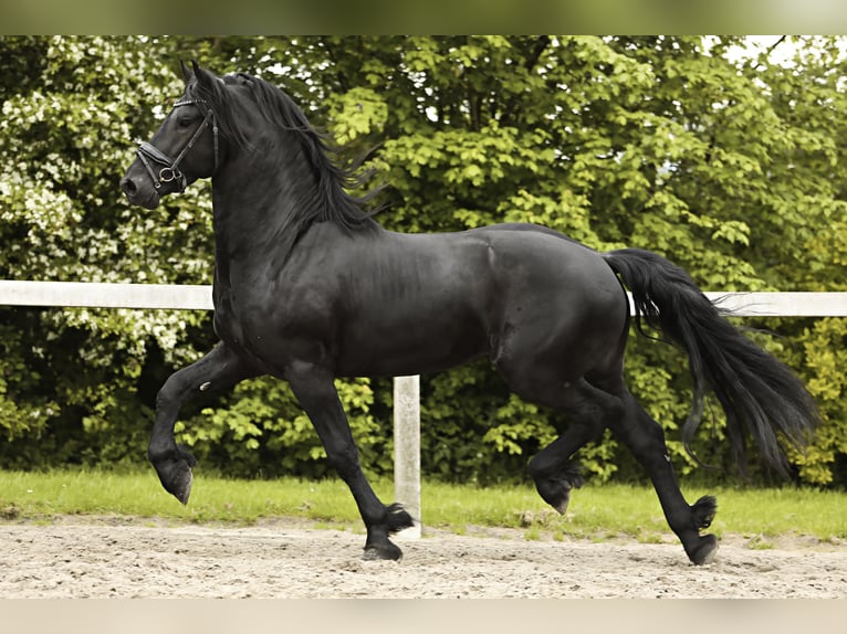 Friesian horses Stallion 3 years 15,3 hh Black in Britswert