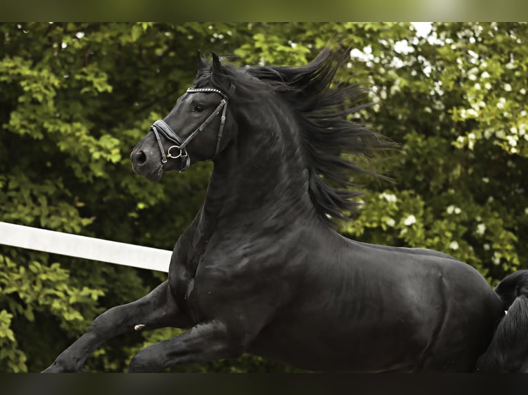 Friesian horses Stallion 3 years 15,3 hh Black in Britswert