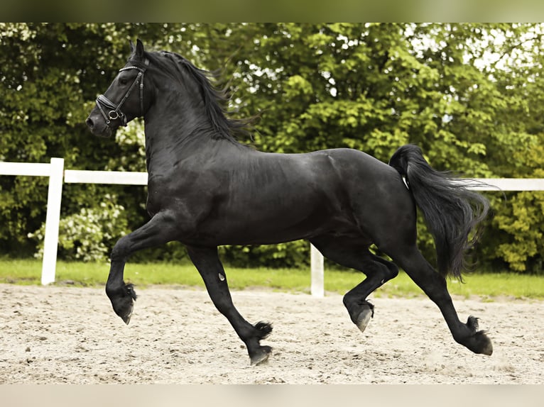 Friesian horses Stallion 3 years 15,3 hh Black in Britswert