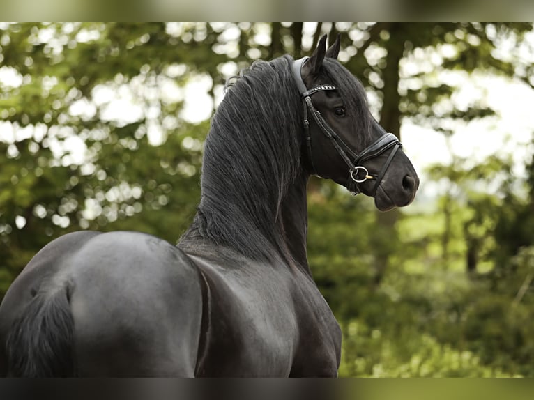 Friesian horses Stallion 3 years 15,3 hh Black in Britswert