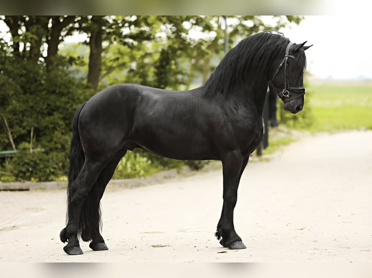 Friesian horses Stallion 3 years 15,3 hh Black in Britswert