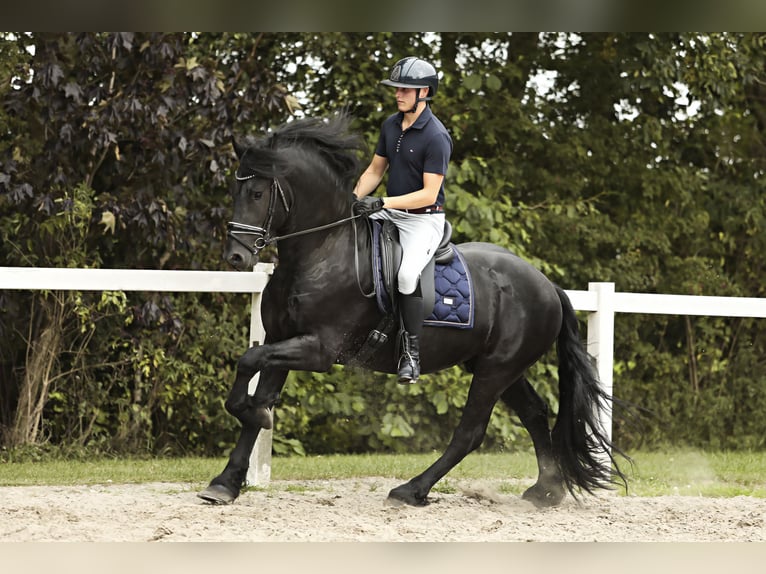 Friesian horses Stallion 3 years 15,3 hh Black in Britswert