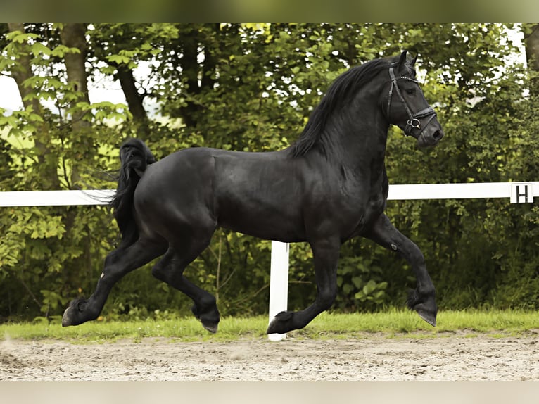 Friesian horses Stallion 3 years 15,3 hh Black in Britswert