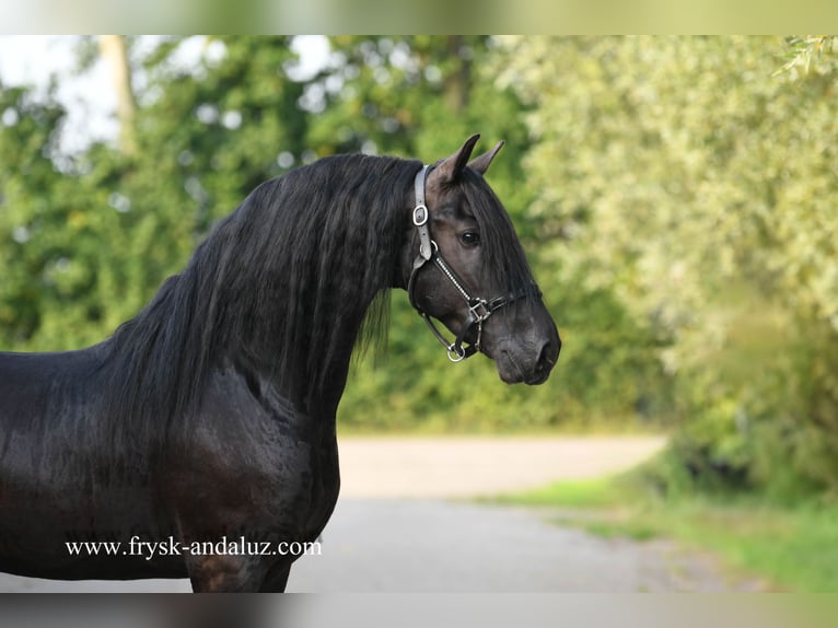 Friesian horses Stallion 3 years 15,3 hh Black in Mijnsheerenland